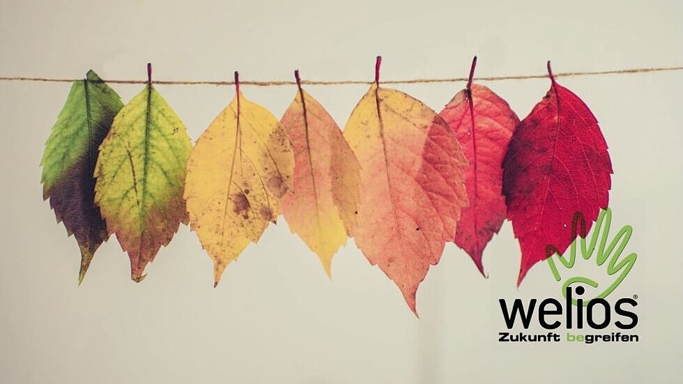 Blätter auf einer Schnur wie Wäsche aufgehängt, Verfärbung von Grün nach Rot, Welios Wels Logo